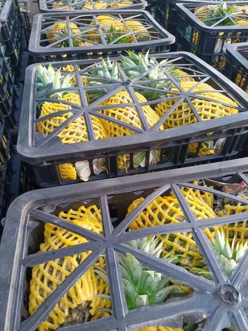热带水蜜菠萝