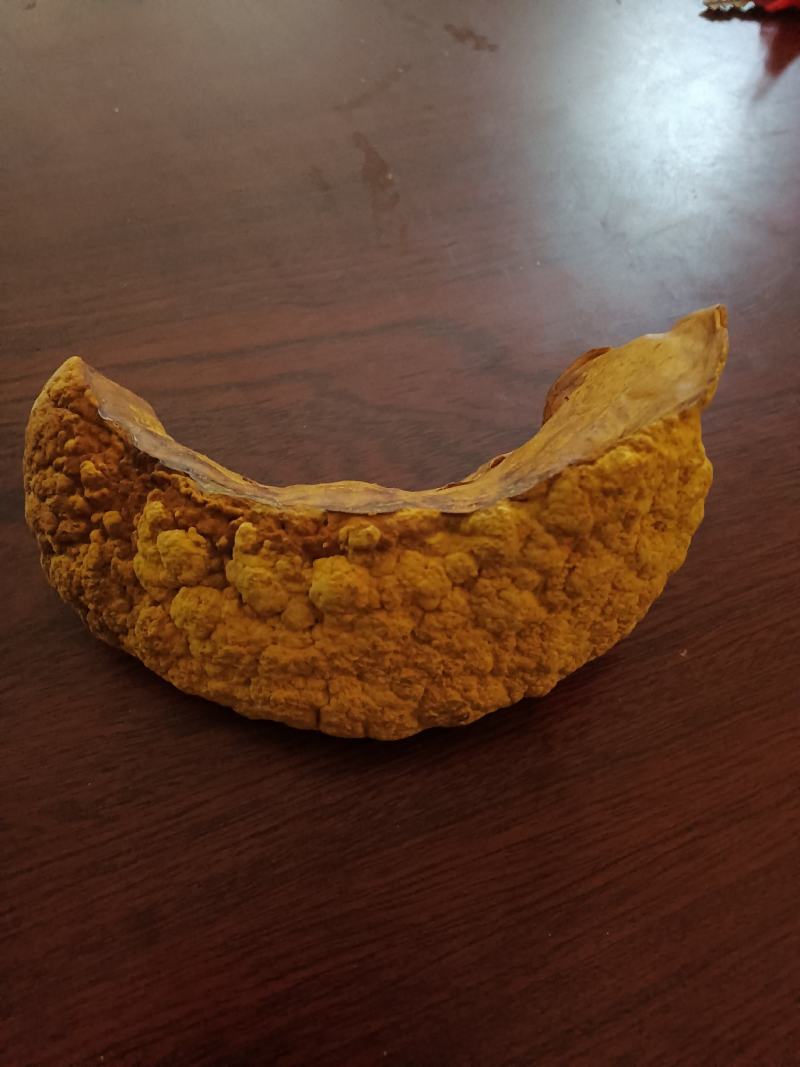 桑黄食用菌菌种母种原种栽培种菌包一级二级三级种