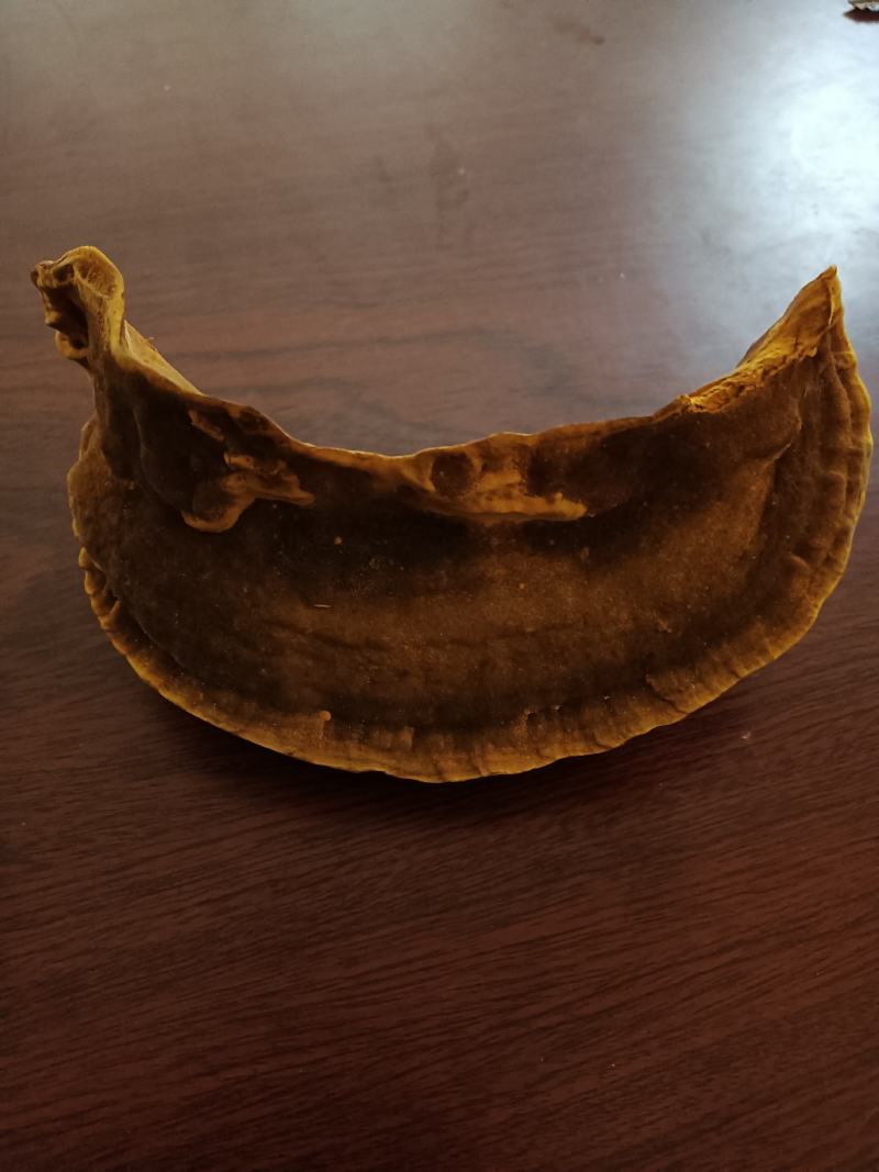 桑黄食用菌菌种母种原种栽培种菌包一级二级三级种