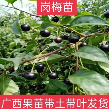 岗梅苗带营养杯发货好种易活