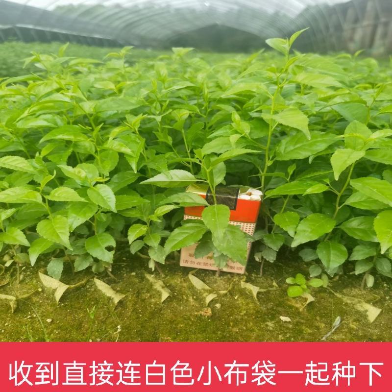 岗梅苗带营养杯发货好种易活