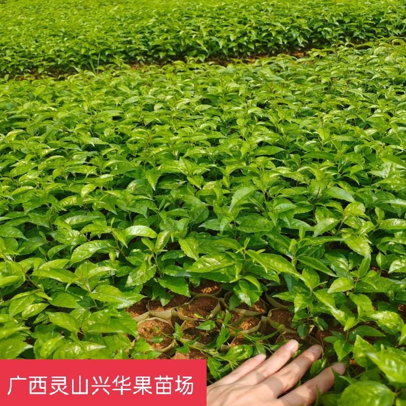 岗梅苗带营养杯发货好种易活