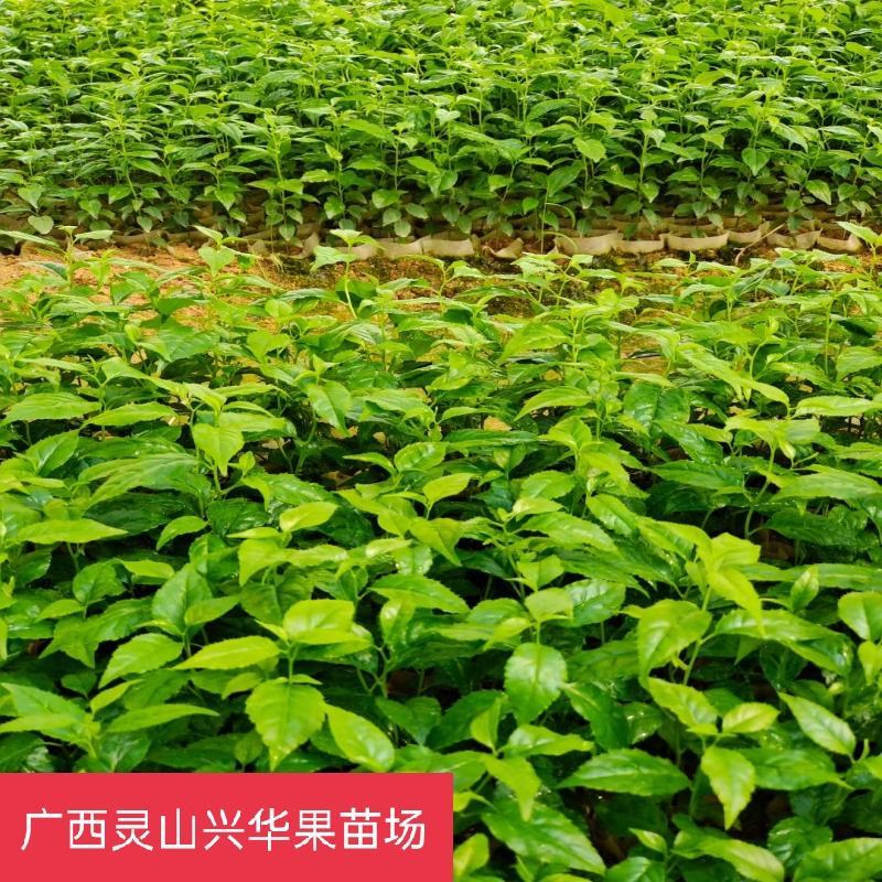 岗梅苗带营养杯发货好种易活