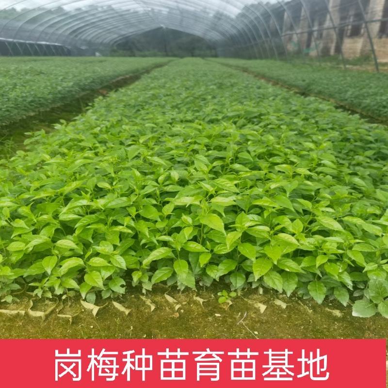 岗梅苗带营养杯发货好种易活