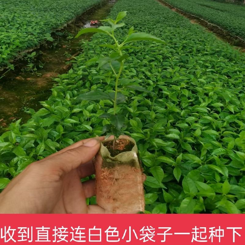 岗梅苗带营养杯发货好种易活