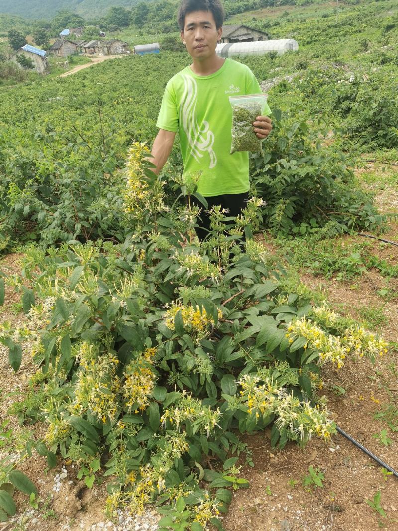 广东优质金银花