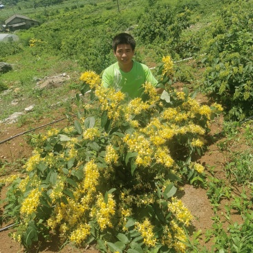 广东优质金银花