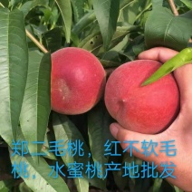 陕西毛桃，郑二毛桃，春雪毛桃，红不软毛桃，水蜜桃