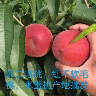 陕西毛桃，郑二毛桃，春雪毛桃，红不软毛桃，水蜜桃