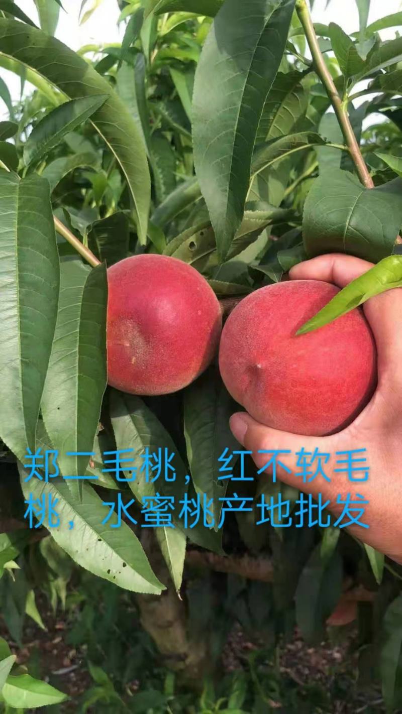 陕西毛桃，郑二毛桃，春雪毛桃，红不软毛桃，水蜜桃