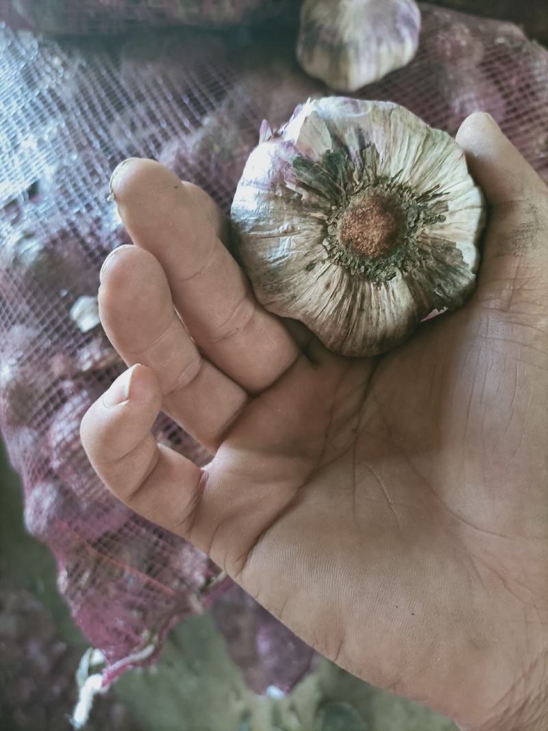 云南红红大蒜，红香蒜，