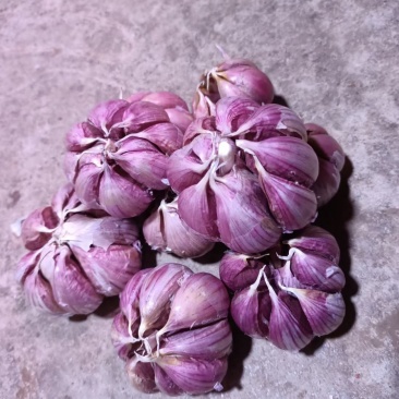 云南红红大蒜，红香蒜，