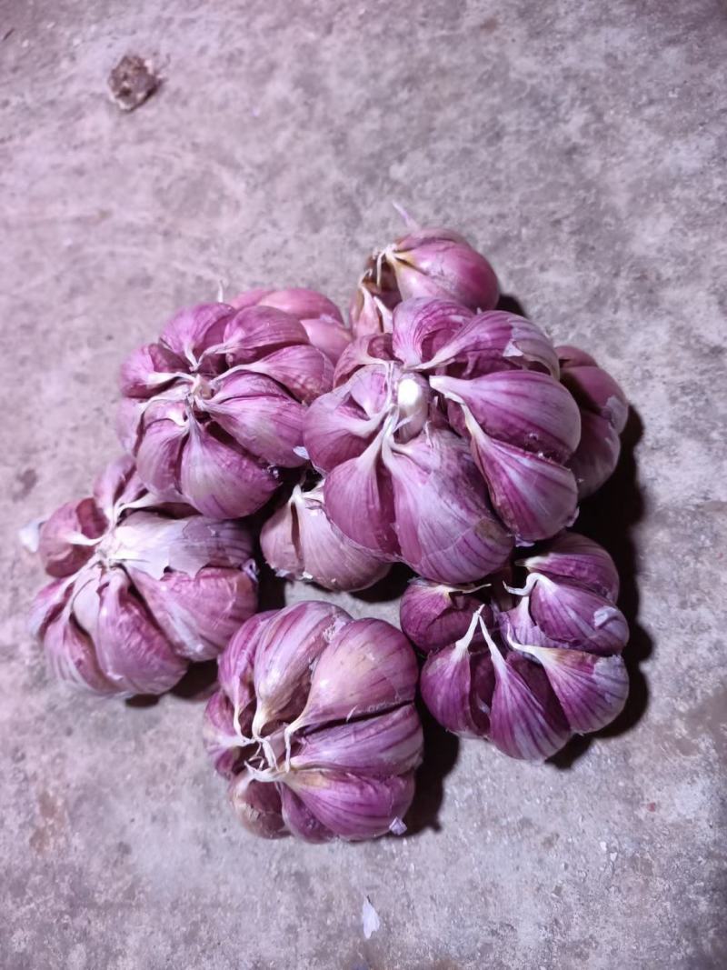 云南红红大蒜，红香蒜，