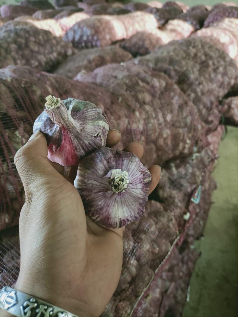 云南红红大蒜，红香蒜，