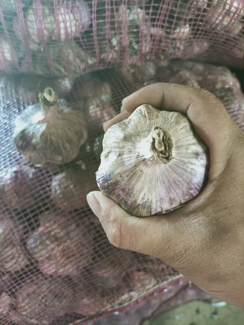 云南红红大蒜，红香蒜，