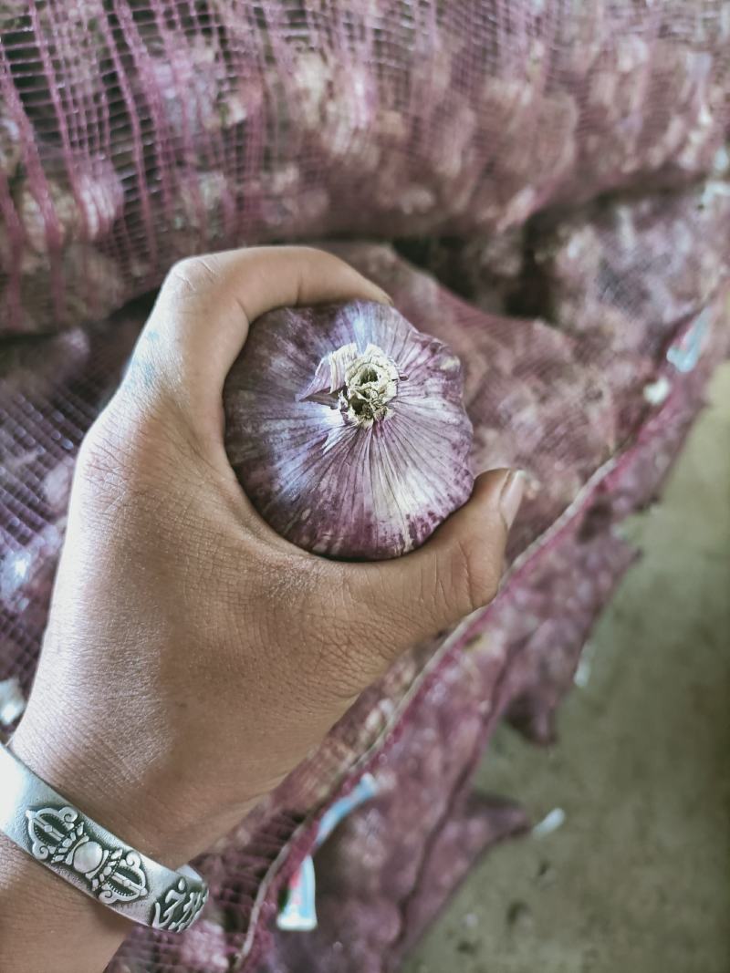 云南红红大蒜，红香蒜，