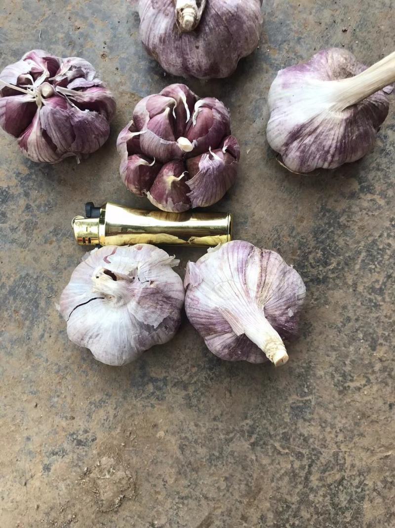云南红红大蒜，红香蒜，