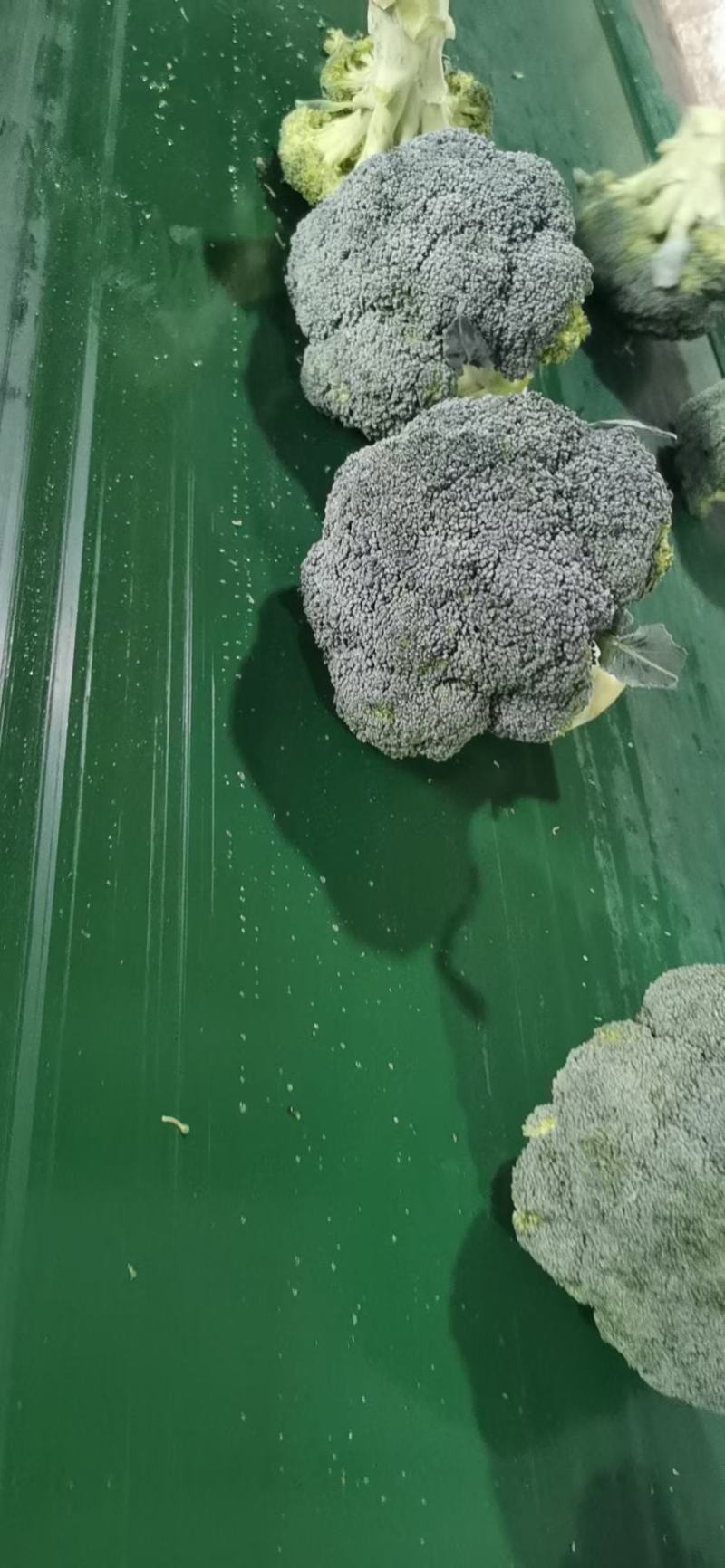西兰花，出口内销都可以接单了