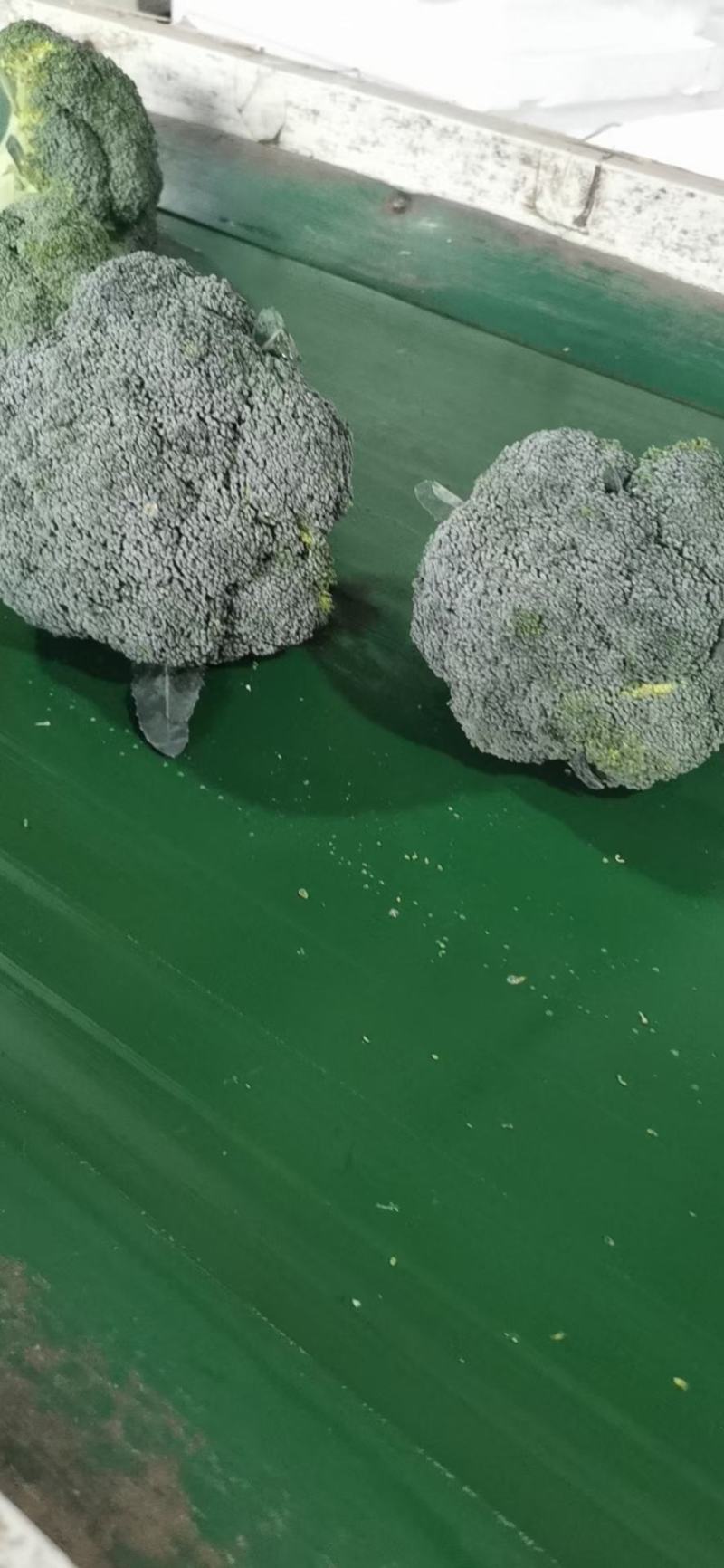 西兰花，出口内销都可以接单了