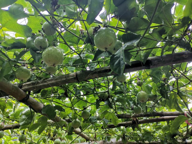 【优质商家】精品钦蜜黄金百香果现摘现发量大从优