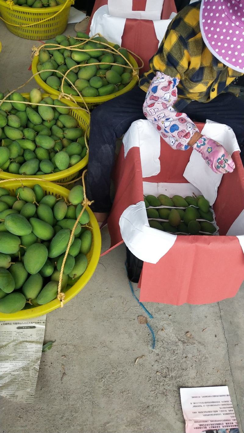 台农果香馥郁，果肉肥厚，蜜甜多汁