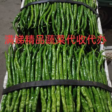 精品线线椒，长度35-45质量保证，产地直销