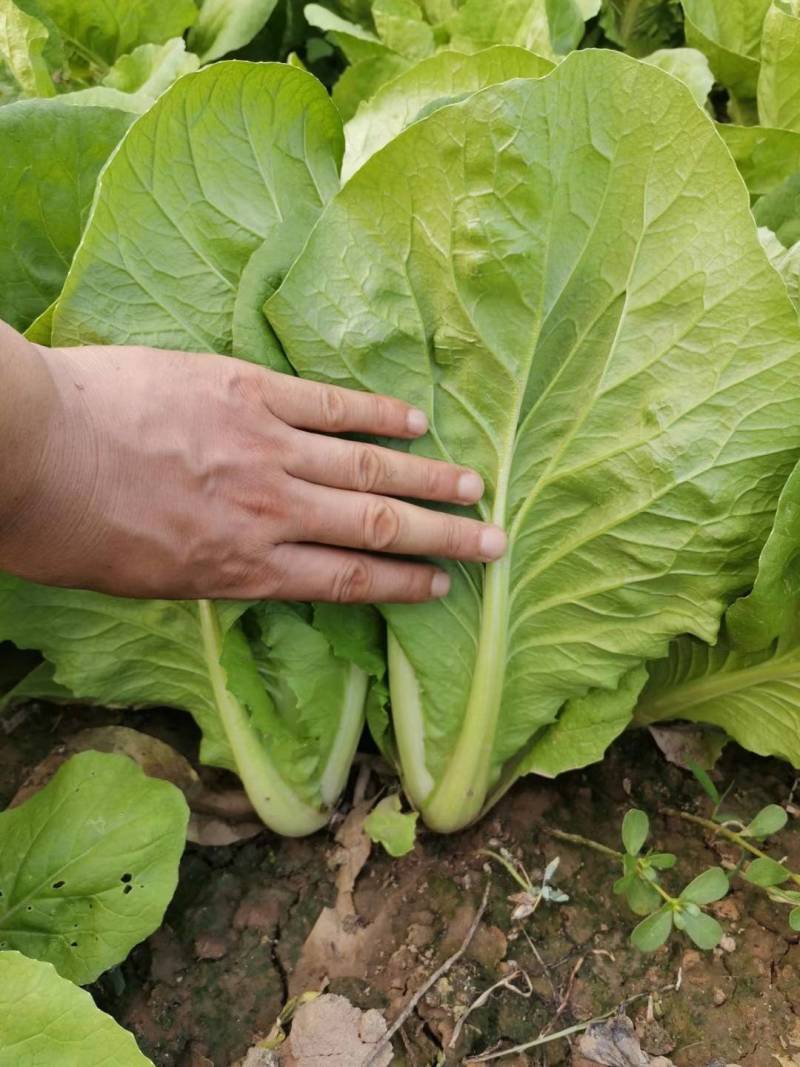 北京硕源高端快菜种子宝石快菜小白菜超黄金快菜耐热夏季蔬菜