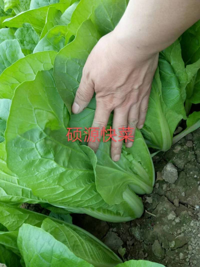 北京硕源高端快菜种子宝石快菜小白菜超黄金快菜耐热夏季蔬菜