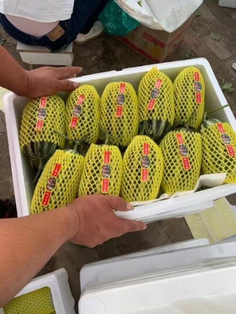 博洋甜瓜61产地直供脆嫩多汁货源充足保证质量