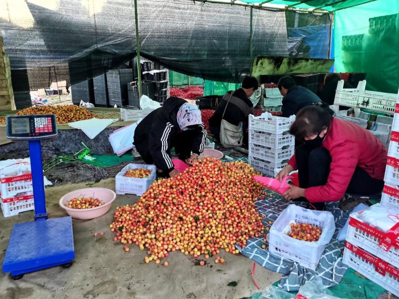 山东燕崖露天樱桃大量上市