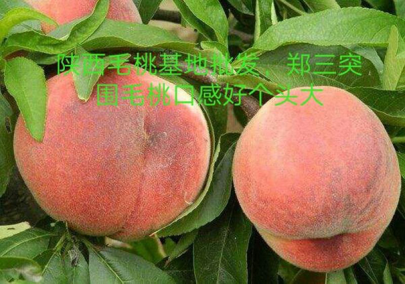 陕西毛桃春雪毛桃郑二毛桃红不软毛桃优质毛桃基地