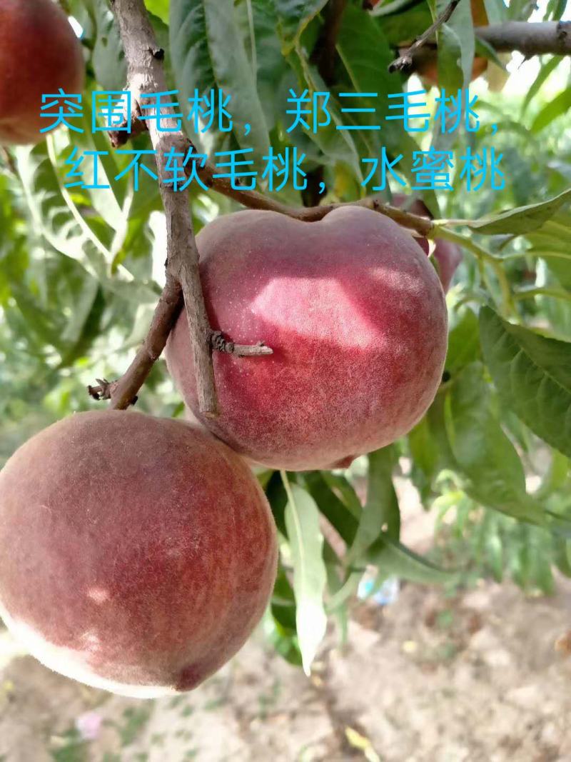 陕西毛桃春雪毛桃郑二毛桃红不软毛桃优质毛桃基地