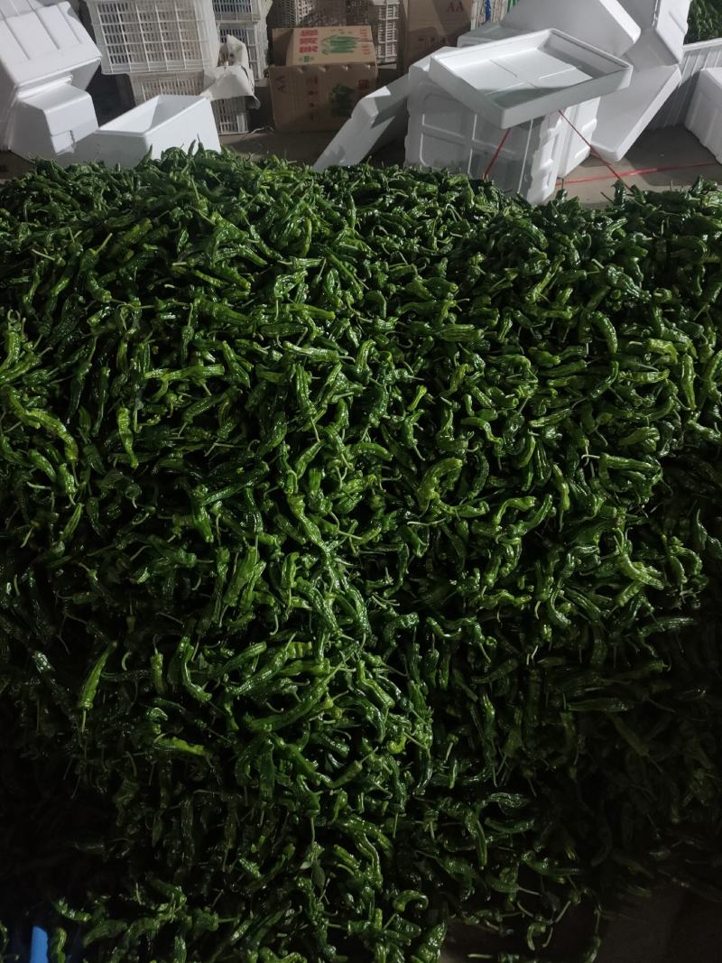 山东鲜辣椒精品皱皮椒基地直供一手货源欢迎老板采购