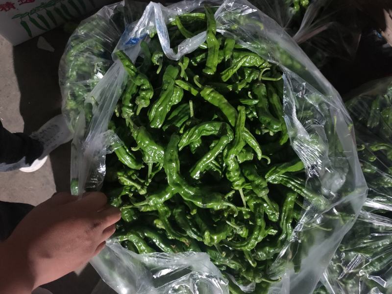 山东鲜辣椒精品皱皮椒基地直供一手货源欢迎老板采购