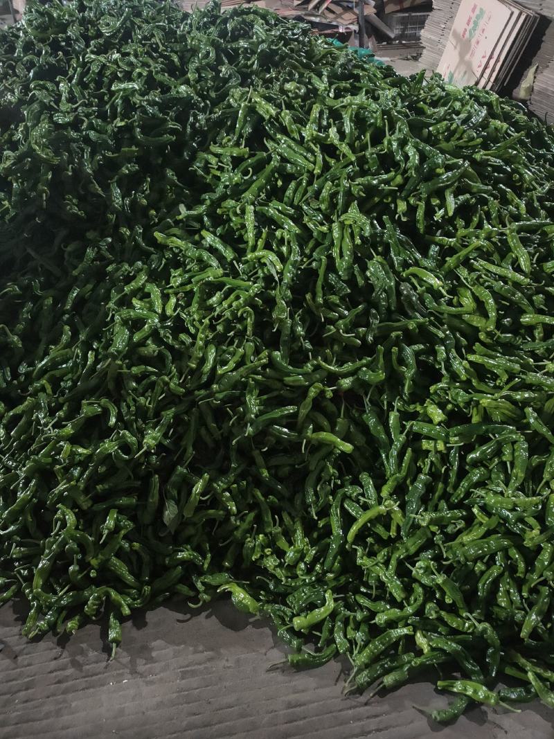 山东鲜辣椒精品皱皮椒基地直供一手货源欢迎老板采购
