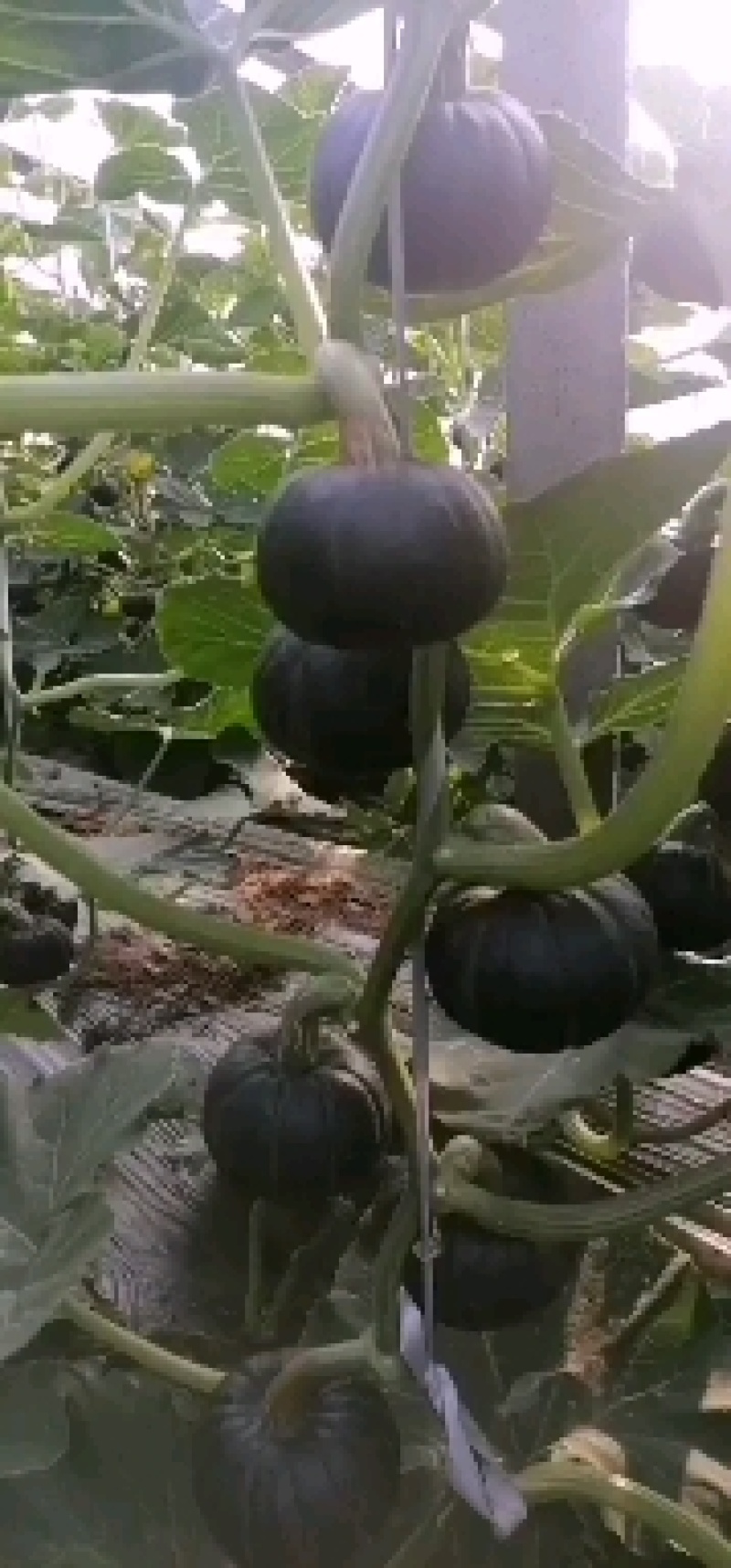贝贝南瓜产地直发量大从优各种规格全国可发