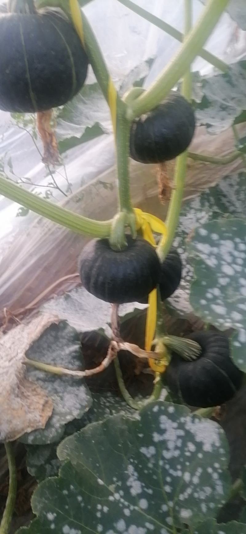 贝贝南瓜产地直发量大从优各种规格全国可发