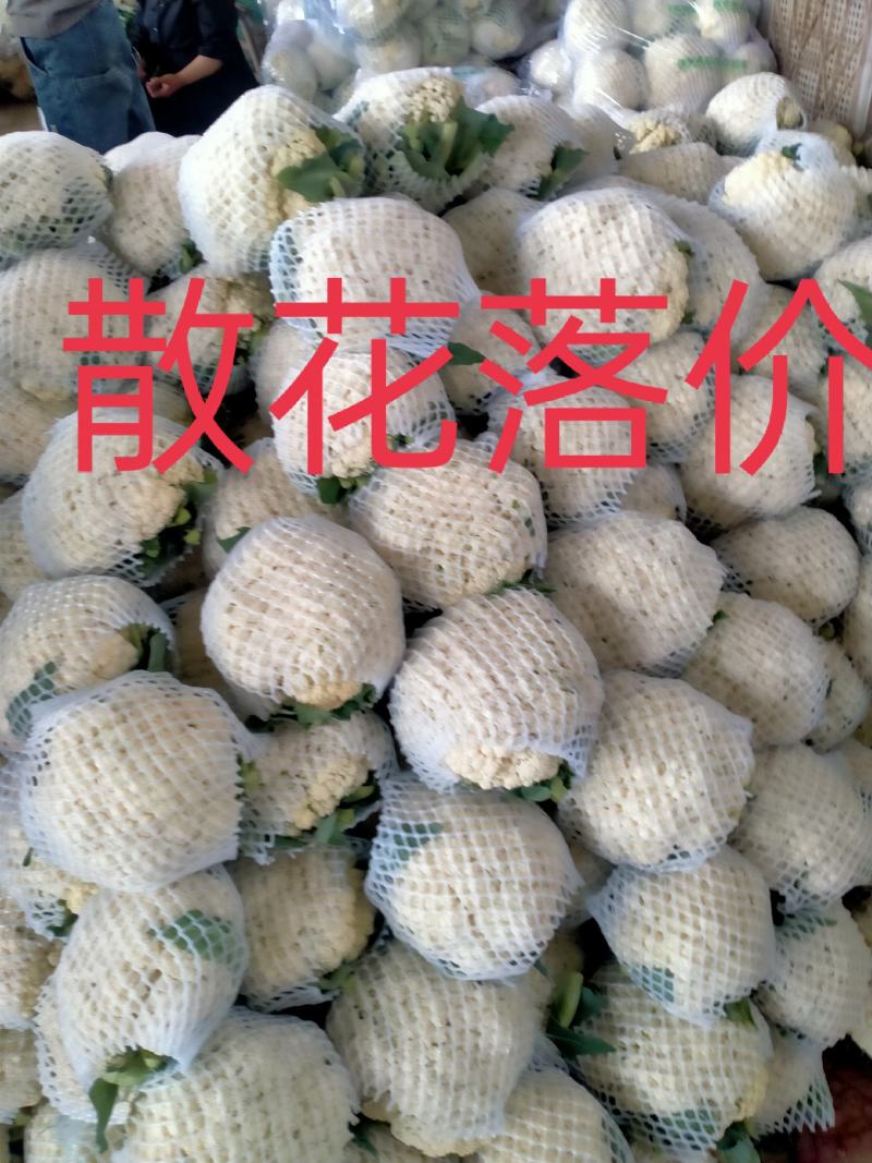 有机花花白。个头均匀，松散适中，四季有货