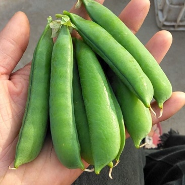 豌豆大掉价，需要的客户抓紧啦