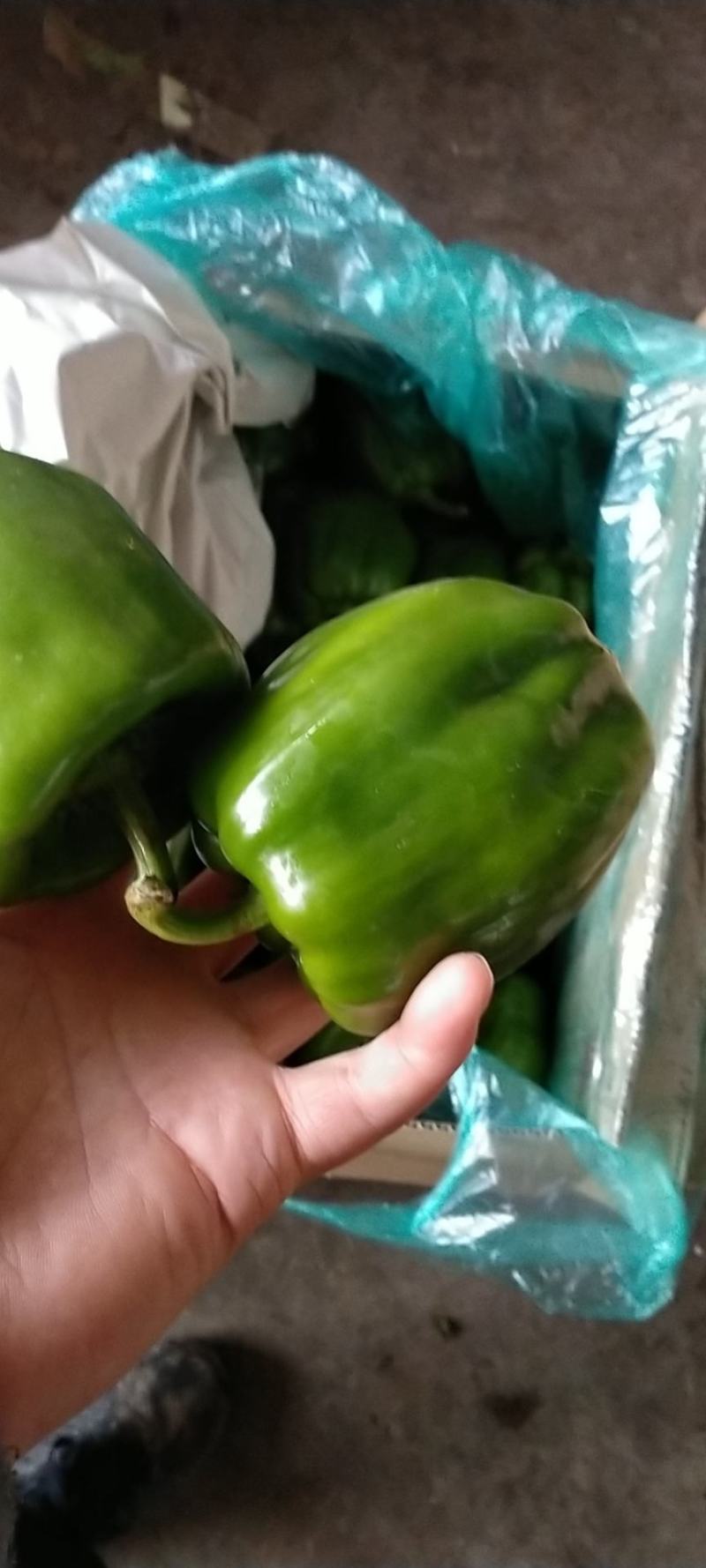 黄皮青椒7cm以上，颜色青绿，形状好看，四季有货