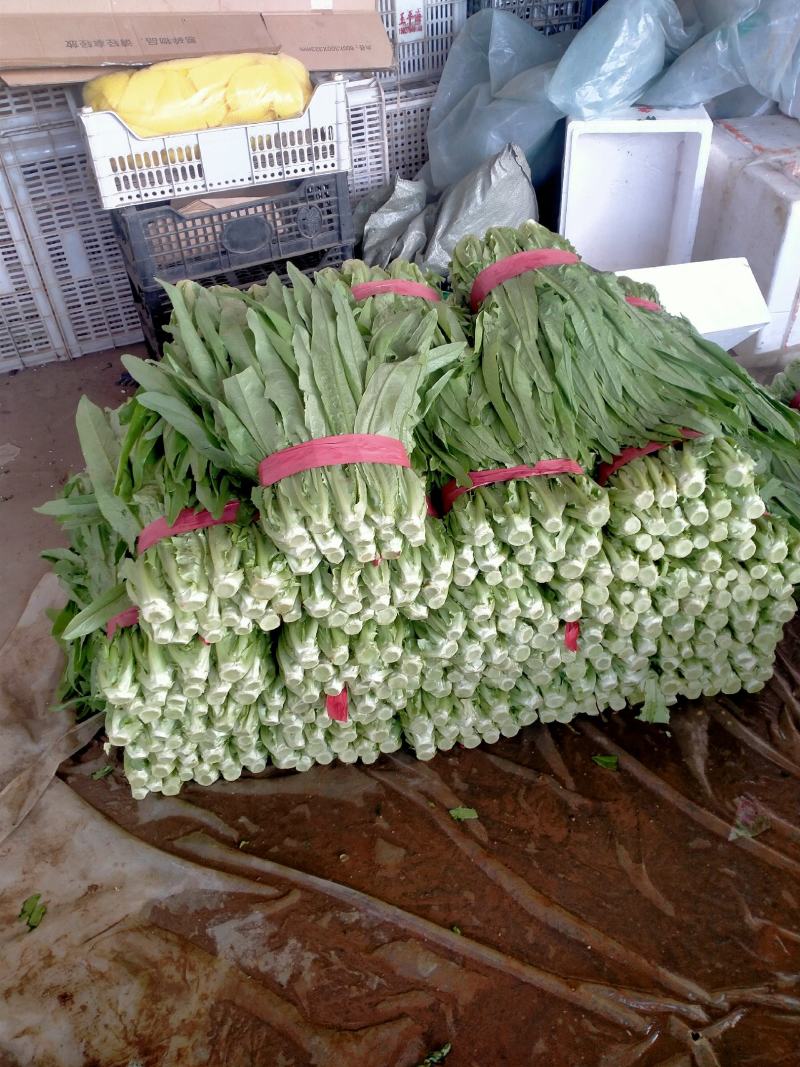 油麦，叶子绿，高30公分，根子均匀，支持各种包装发货