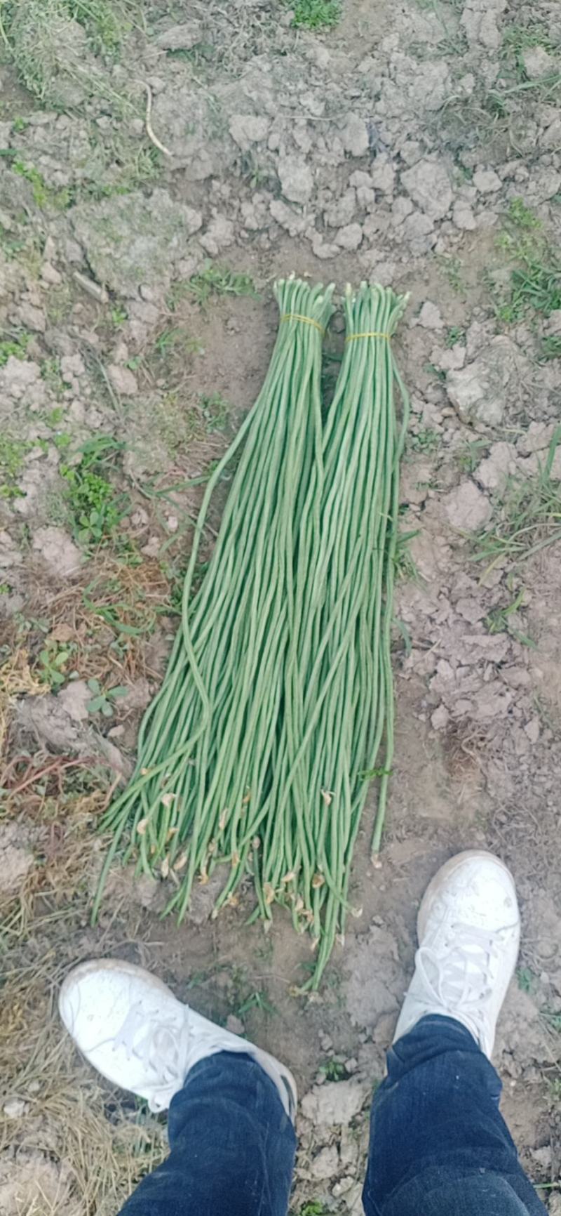 【好货推荐】豆角，安徽宿州青条豆角长豆角无虫欢迎咨询