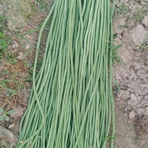【好货推荐】豆角，安徽宿州青条豆角长豆角无虫欢迎咨询