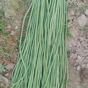 【好货推荐】豆角，安徽宿州青条豆角长豆角无虫欢迎咨询