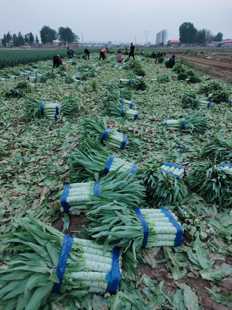 莴笋基地大量供应莴苣青皮莴笋尖叶莴笋圆叶莴笋