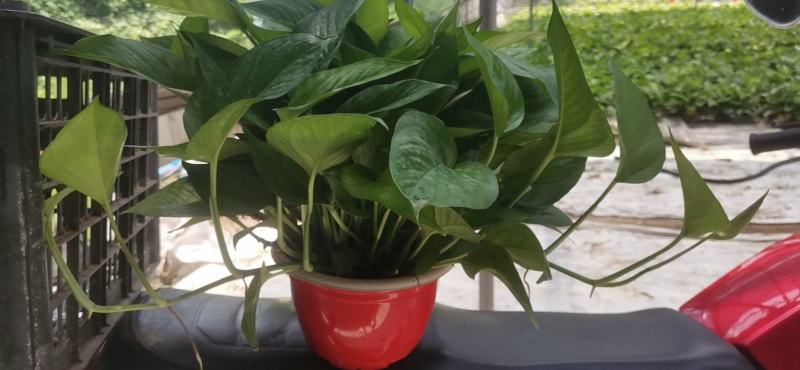 除甲醛净化空气绿萝盆栽室内植物水培花卉绿植绿箩新房家用吸