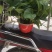 除甲醛净化空气绿萝盆栽室内植物水培花卉绿植绿箩新房家用吸