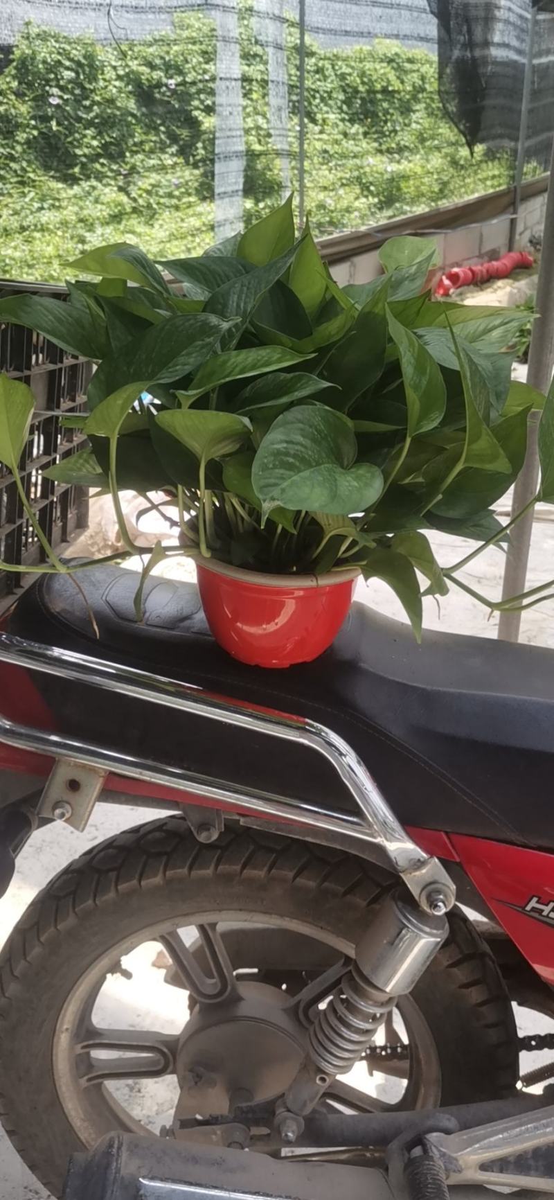 除甲醛净化空气绿萝盆栽室内植物水培花卉绿植绿箩新房家用吸