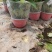 除甲醛净化空气绿萝盆栽室内植物水培花卉绿植绿箩新房家用吸