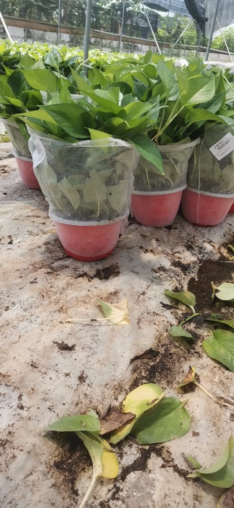 除甲醛净化空气绿萝盆栽室内植物水培花卉绿植绿箩新房家用吸
